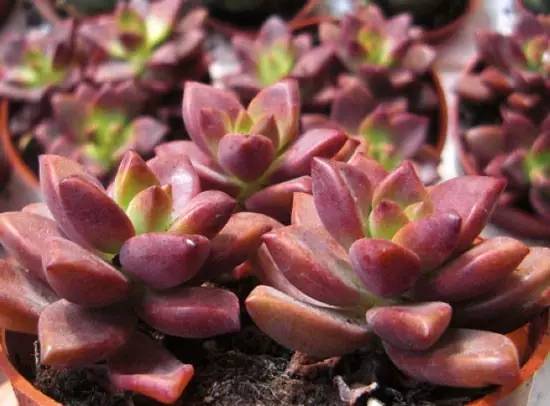 姬胧花月怎么养护,黑王子多肉怎么养老桩