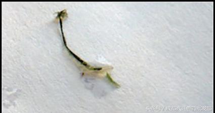 鱼塘里起锚头蚤怎么回事,鱼塘锚头蚤怎么治