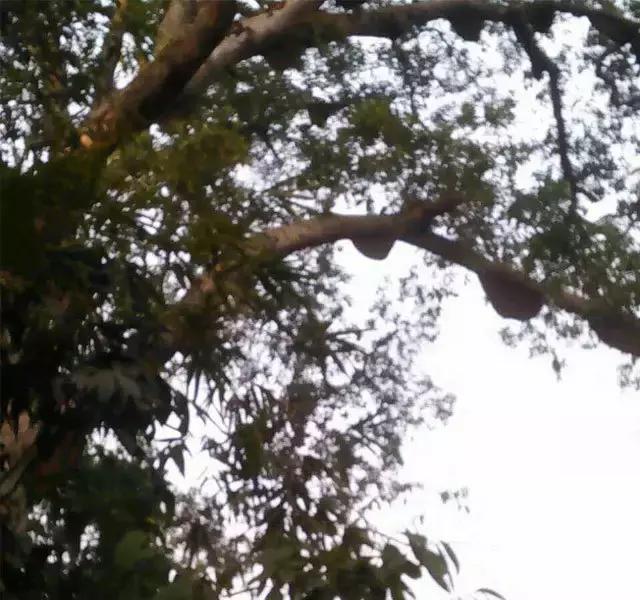 缅甸野人山砍树,村民在原始次生林发现仙草