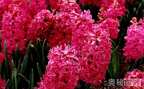 风信子水培开完花后处理流程,水培风信子开花后种球怎么处理