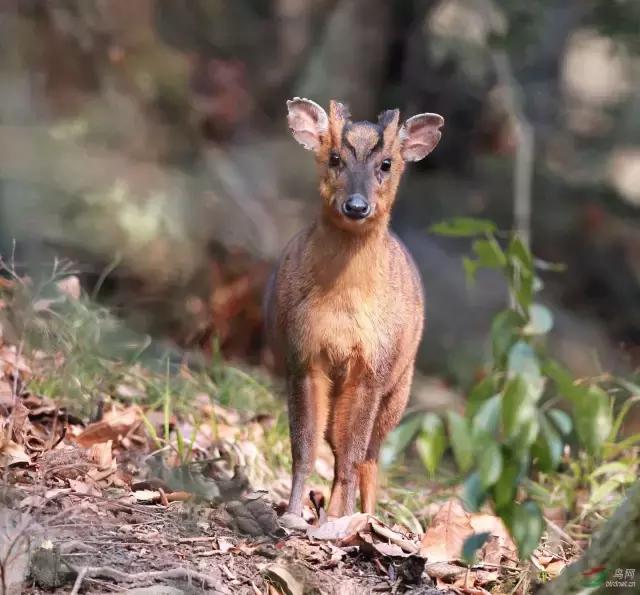 如果你来广元,我才不带你去剑门关嘞!