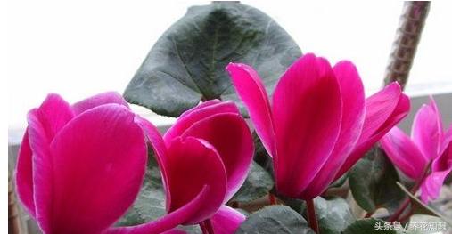 教你如何养花,教你如何养花红掌