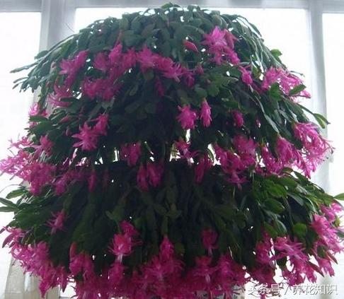 教你如何养花,教你如何养花红掌