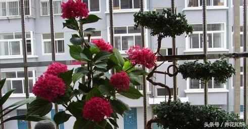 教你如何养花,教你如何养花红掌