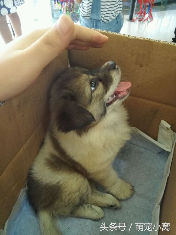 小狗奇遇记动画片,小狗奇遇记完整