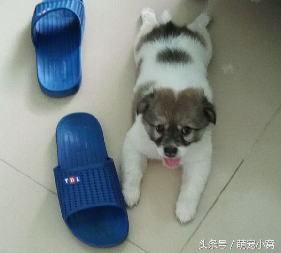 小狗奇遇记动画片,小狗奇遇记完整