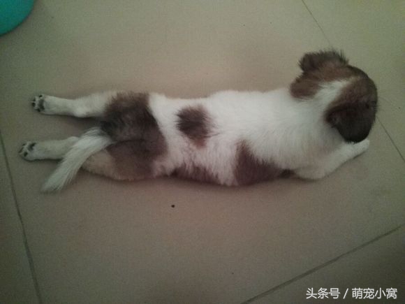 小狗奇遇记动画片,小狗奇遇记完整