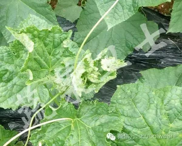 黄瓜苗花叶病毒病,黄瓜病毒病讲解