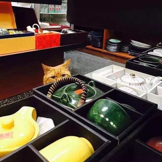 这几只喵星人,自己旅行、当护士、萌爆啦!