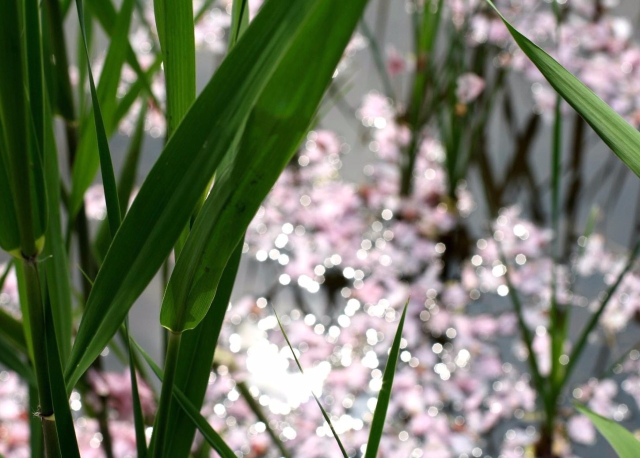 历史节目讲薛涛,薛涛传奇一生