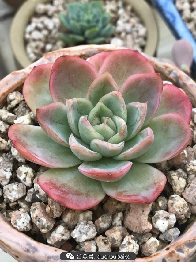 温差大多肉怎么会上色,温差大多肉才能出锦吗