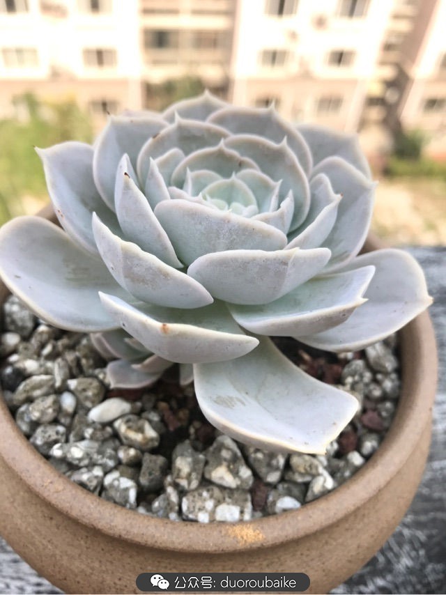 温差大多肉怎么会上色,温差大多肉才能出锦吗