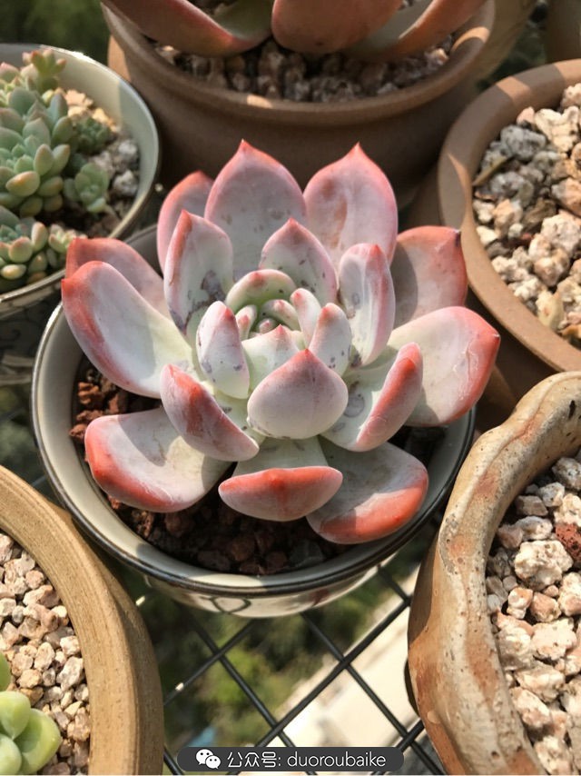 温差大多肉怎么会上色,温差大多肉才能出锦吗