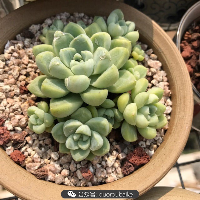 温差大多肉怎么会上色,温差大多肉才能出锦吗