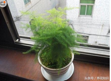 彩色仙人球含甲醛吗,仙人球吸甲醛效果好吗