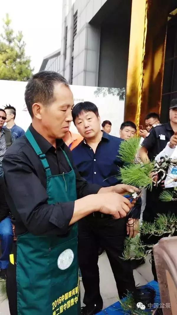 盆景制作与市场,盆景行业的内幕