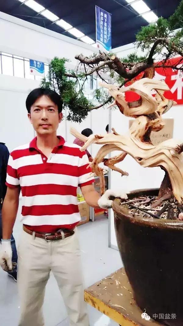 盆景制作与市场,盆景行业的内幕