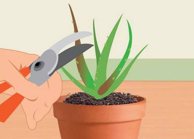 芦荟花烂根还能救活吗,如何救活蔫巴的芦荟