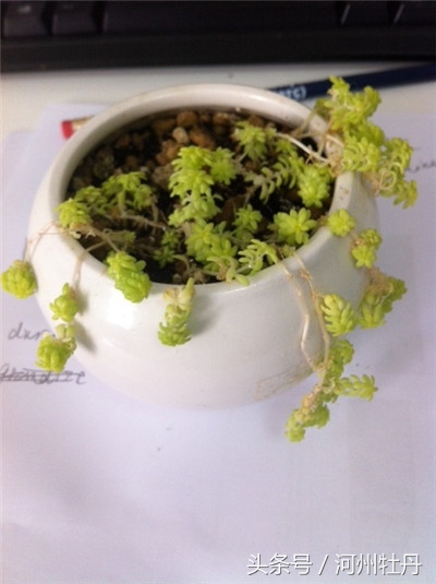 河州牡丹—黄金万年草叶子蔫了还有救吗