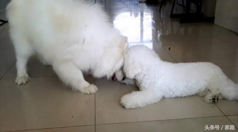 萨摩耶大战比熊，两团棉花打起来萌翻了，比熊却耍起流氓，辣眼睛