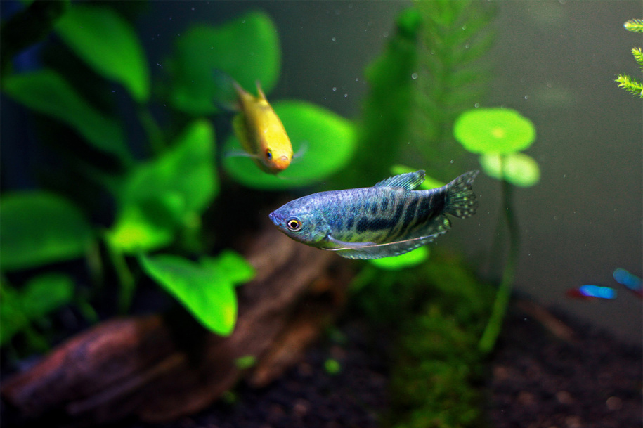 热带小型观赏鱼曼龙鱼一天喂几次,曼龙鱼可以和热带小鱼一起养么