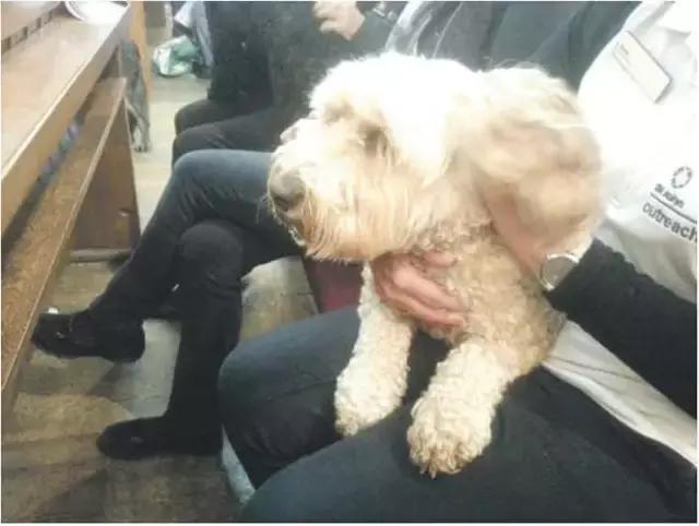 新西兰对动物都很友好吗,新西兰对待动物