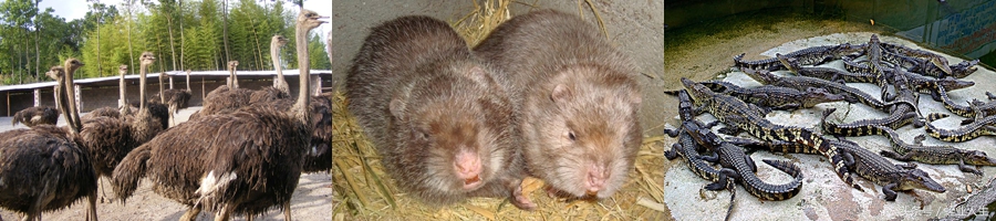 农业蔬菜种植致富项目,农业致富有什么好项目