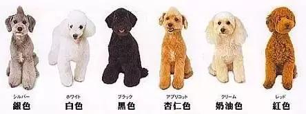 如何选择贵宾犬,贵宾狗怎么挑选