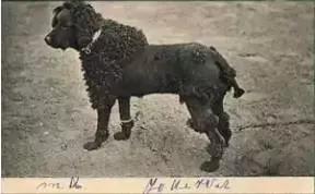 如何选择贵宾犬,贵宾狗怎么挑选