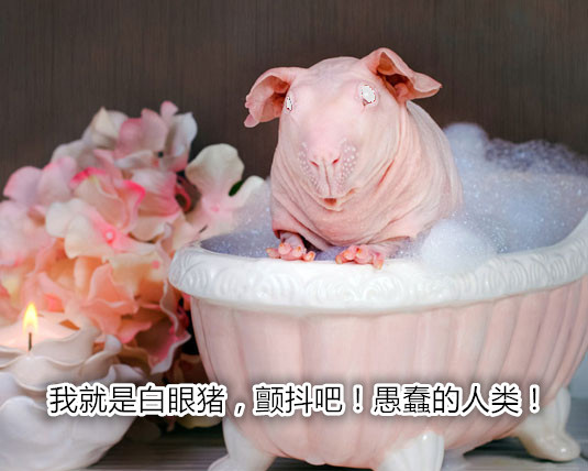 养一只荷兰猪需要花多少钱,养两只荷兰猪一个月需要多少钱