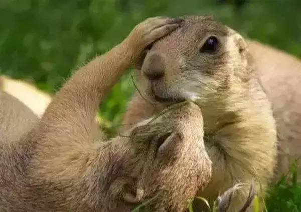 高级合照双人手势,男女拥抱接吻写真高级感照片