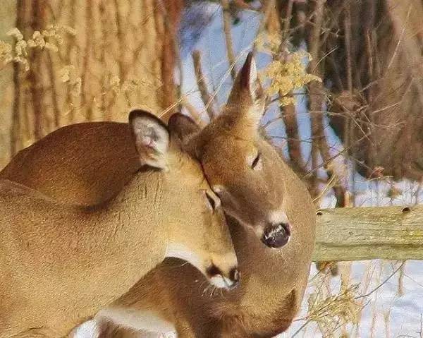 高级合照双人手势,男女拥抱接吻写真高级感照片