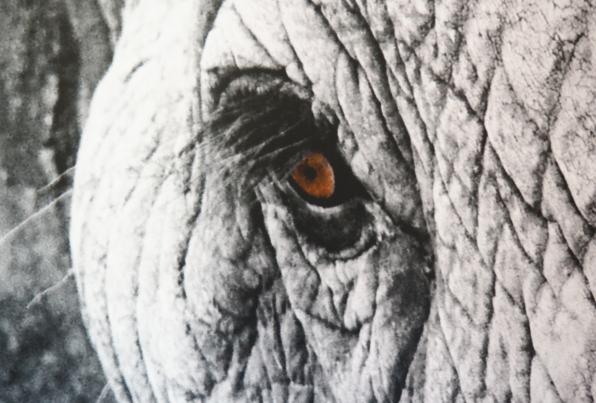 公益报道​|从肯尼亚山脉的草药到越南丛林的穿山甲