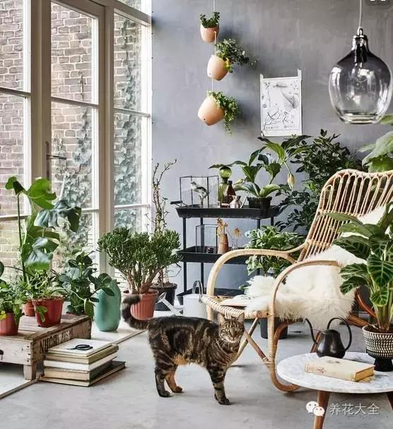 旺家十大爬藤植物排名,财运最旺的绿植是什么