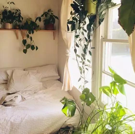 旺家十大爬藤植物排名,财运最旺的绿植是什么