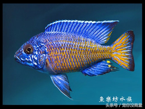 养鱼泥巴,养鱼的草泥