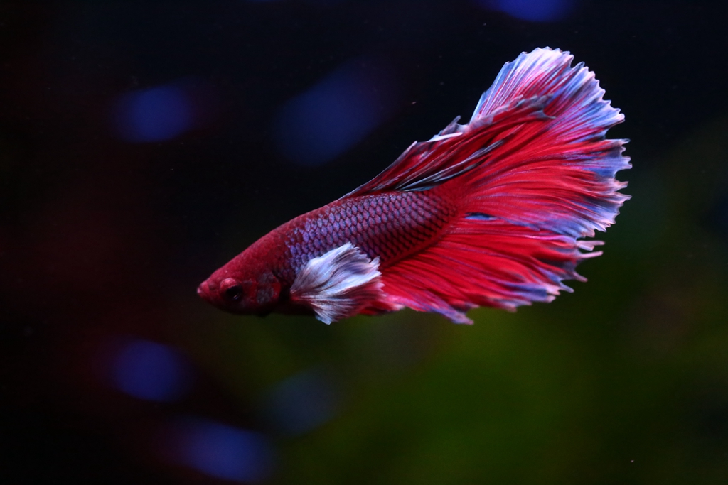 冬天怎么养殖100条泰国斗鱼,泰国斗鱼居家养殖指南