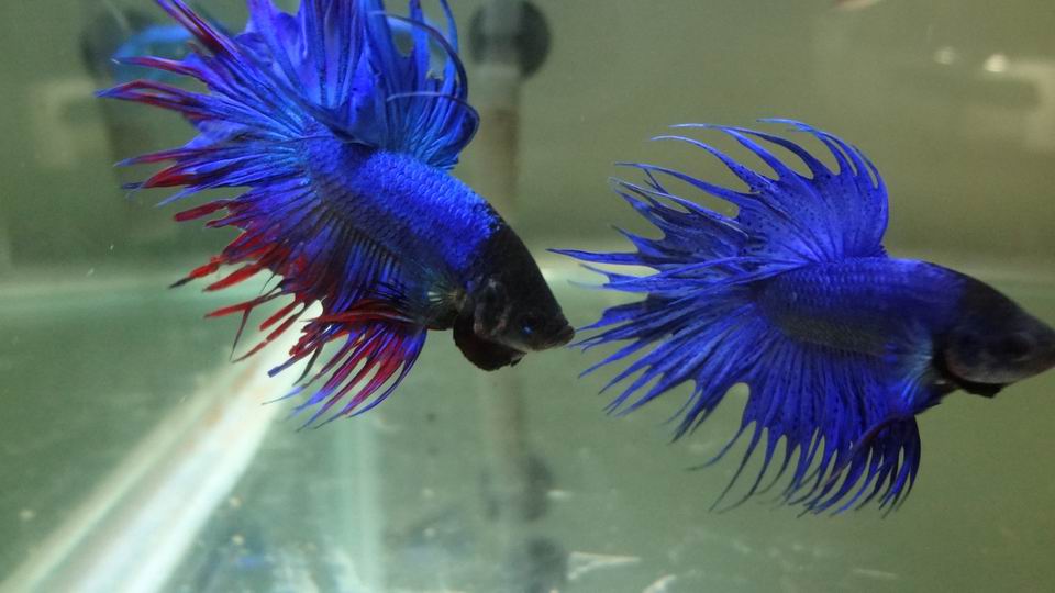 冬天怎么养殖100条泰国斗鱼,泰国斗鱼居家养殖指南