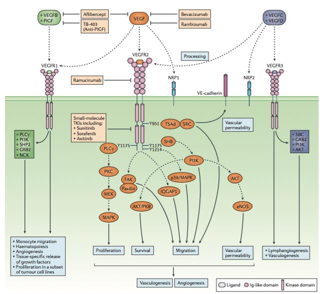 vegf是治疗肿瘤的药吗,肿瘤患者vegf检测参考值