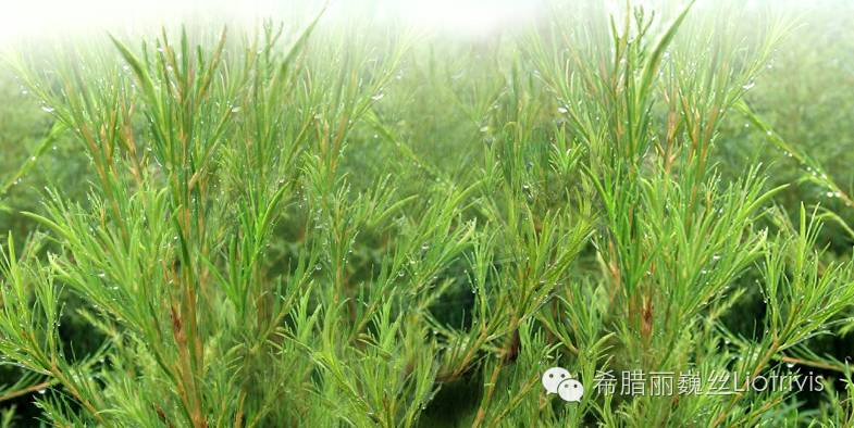 用了茶树精油祛痘脸上干燥起皮 (茶树祛痘凝胶精油功效怎么样)