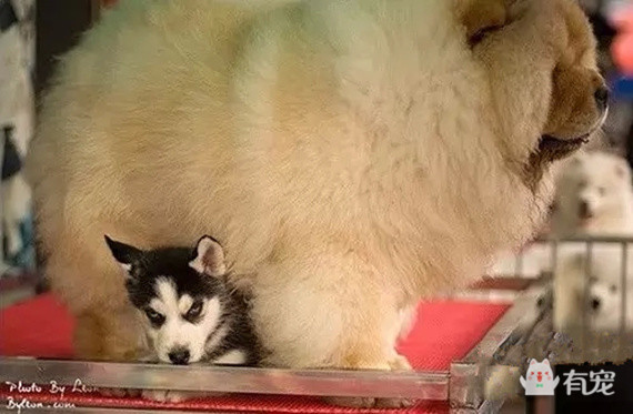 被哈士奇带大的博美,被哈士奇带偏的泰迪