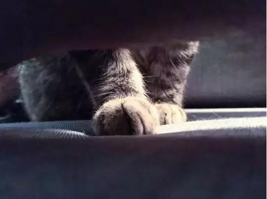 听说养猫的人很有福气吗,听说养猫的男生更容易脱单