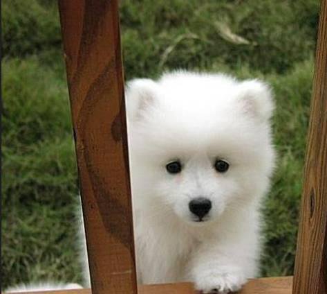 狗萌宠有哪些品种,18种萌宠狗狗