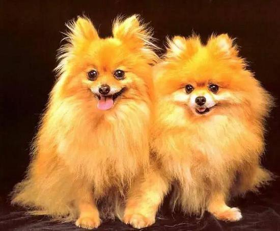 狗萌宠有哪些品种,18种萌宠狗狗