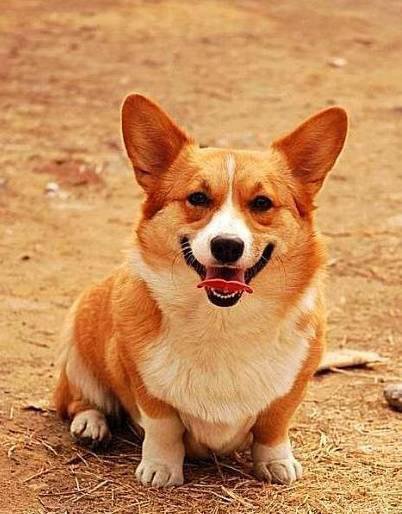 狗萌宠有哪些品种,18种萌宠狗狗