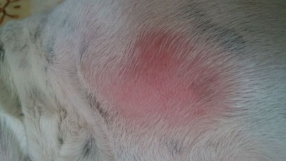 兽医科普类视频,兽医科普猫咪皮肤病