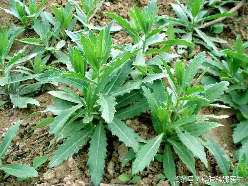 野生刺菜能治什么病,大刺菜的野菜治什么病