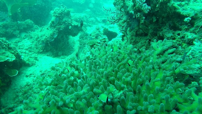 菲律宾潜水攻略 (菲律宾潜水游记)