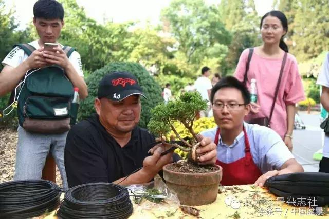 哪些野草适合微型盆景,小品盆景和微型盆景有区别吗