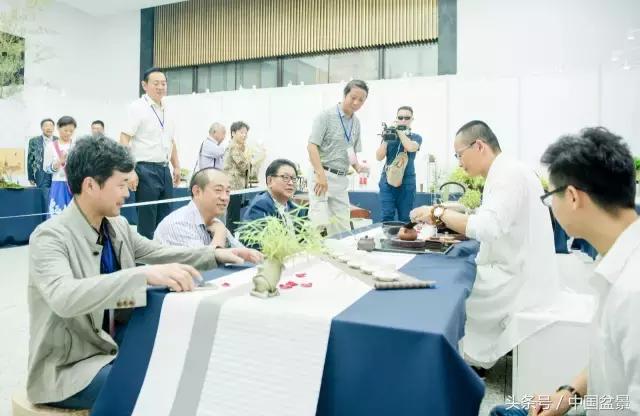 哪些野草适合微型盆景,小品盆景和微型盆景有区别吗